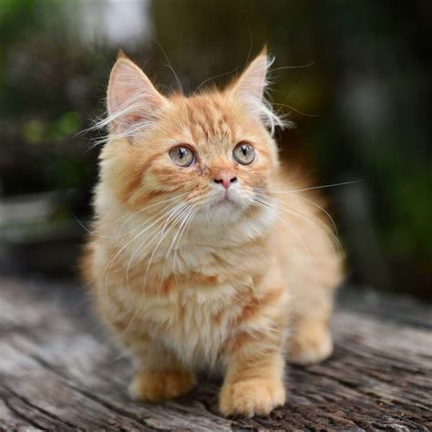 Gato Munchkin o gato salchicha: todo sobre esta adorable raza