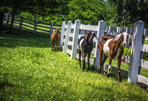 Activity-Based Farms in Raleigh, N.C. | Corn Mazes, Agriculture, Things ...