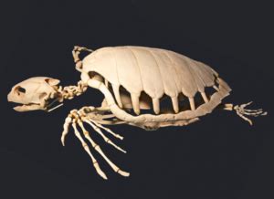 Image result for Turtle Shell Back Muscles