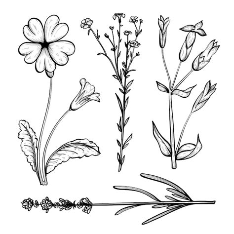 Hand getekende bloemen Afbeeldingen - Gratis downloaden op Freepik