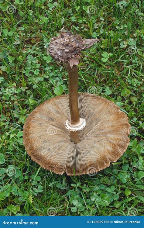 False parasol mushroom. stock photo. Image of fungi - 126039756