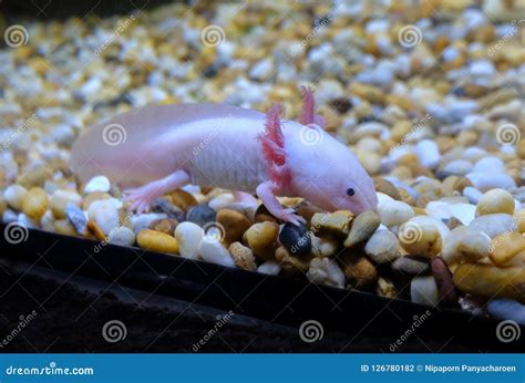 Axolotl, Also Known As Mexican Salamander Stock Photo - Image of life ...