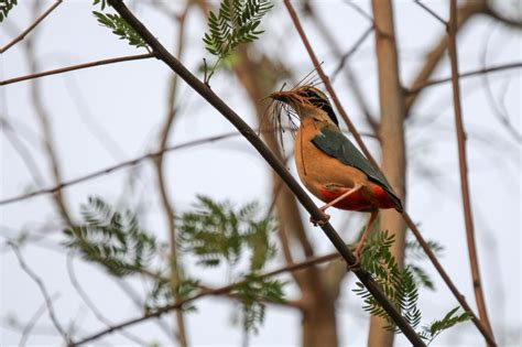 Indian Pitta – The Summer Rainbow – naturetrail