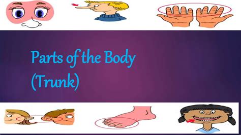Parts of the body (trunk and limbs) | PPTX