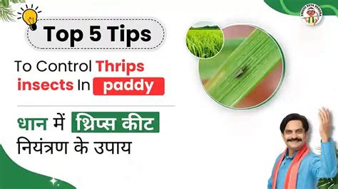 Control Thrips on Paddy with this top 10 tips | Expert Advice