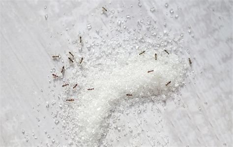 A Step-By-Step Guide to Getting Rid of Sugar Ants in Iowa