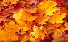 Autumn Leaves Wallpaper by Fall Leaves Wallpapers Wallpaper Cave Autumn Leaves Wallpaper