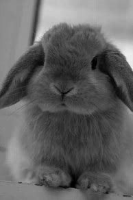 Image result for Cute Baby Mini Lop Bunnies