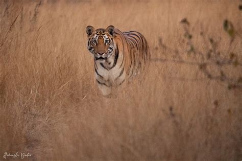 Veerangana Durgavati Tiger Reserve - Charges