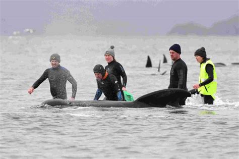 270 Pilot Whales Mysteriously Stranded And Stuck On The Beach ...