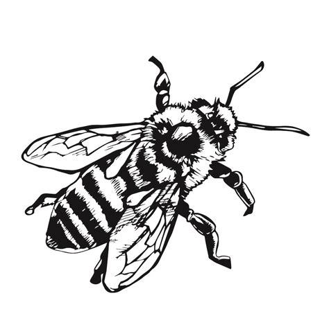 Black And White Bee Drawing - Drawing Tips Guide