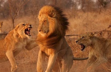 母狮带着2只小狮子第一次见爸爸，刚刚睡醒的雄狮一脸懵_狮群