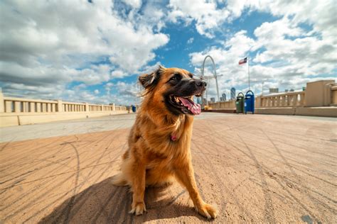 Texas Flags Half Staff: What It Means And Why It Matters Today