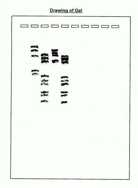 Image result for DNA Fingerprinting Lab Worksheet Printable