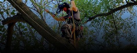 Tree Care, Trimming Services London | Certified Arborists