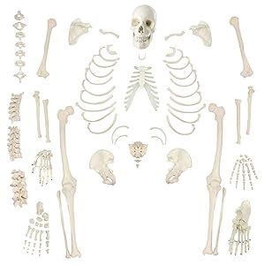 MYASKRO - Boneset For Medical Students (MBBS) , Bilateral , 96% ...