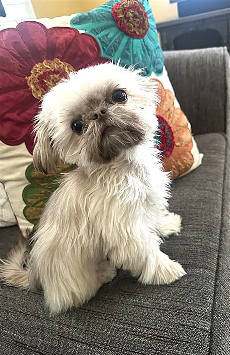 All White Shih Tzu Puppies