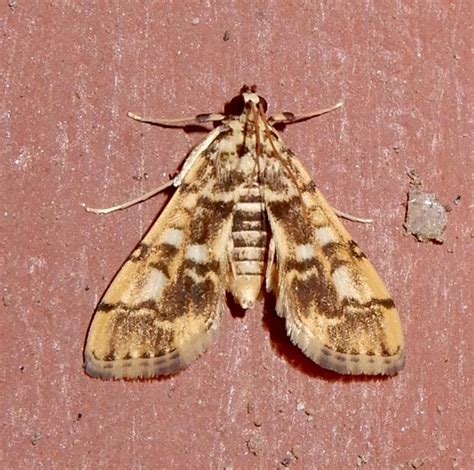 Nacoleia commixta | Moths