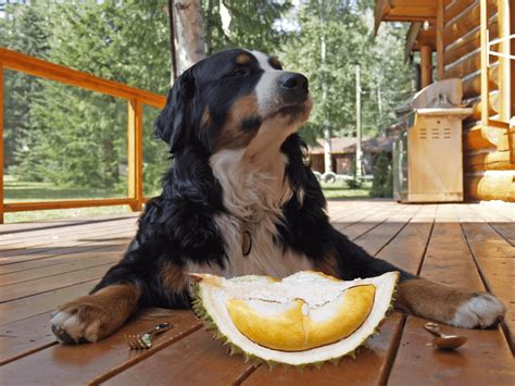 Can Dogs Eat Durian Fruit? Is Durian Fruit Safe For Dogs? - Rested Paws