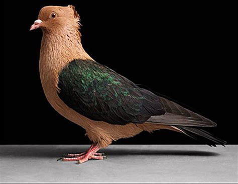 世界上最好看的观赏鸽,观赏鸽子品种大全名字,最稀有的观赏鸽图片_大山谷图库