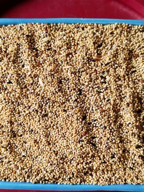 Nature Forever All Life Stages Bird Seeds Feeder Mix, Millet, 900g, 1 ...