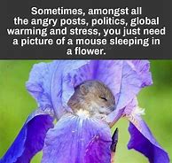 Image result for Super Cute Baby Animals Funny