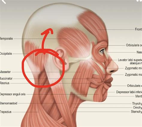 Experiencing what seems like occipital headaches, neck pain where my spine and skull meet, and ...