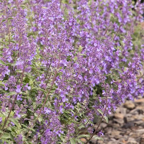 Nepeta Racemosa Walkers Low Catmint | SiteOne