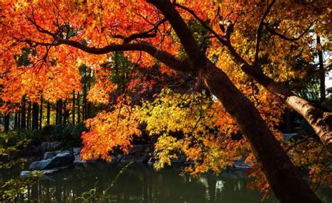 上海秋天有什么地方可以看枫叶-旅游官网