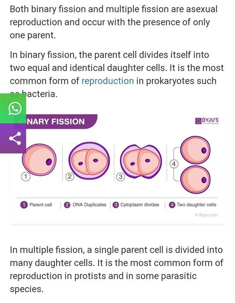 binary fission and multiple fission - Brainly.in