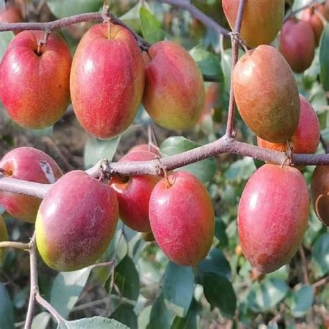 M-Tech Gardens Rare Apple Ber Fruit/Jujube Fruit (" Red Sundari ...