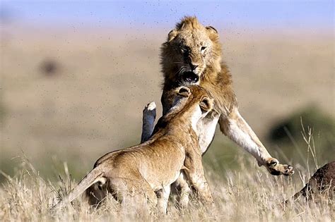 非洲雄狮鼓起勇气向母狮表白，满脸真情实意，母狮的反应出乎意料