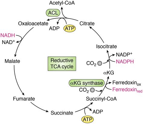 Regulation and function of the mammalian tricarboxylic acid cycle ...