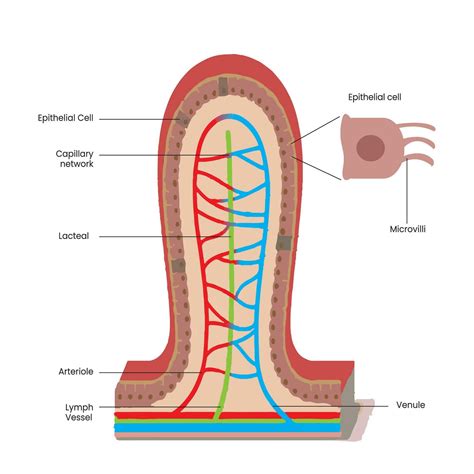Intestinal villi is Increase the nutrient absorption in small intestine 25260607 Vector Art at ...