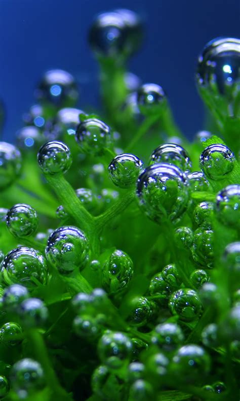 Free Wallpaper for Phones 的图像结果