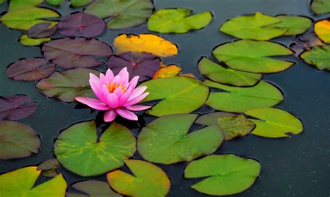 What Is The Scientific Name Of Water Lily at Ben Vincent blog