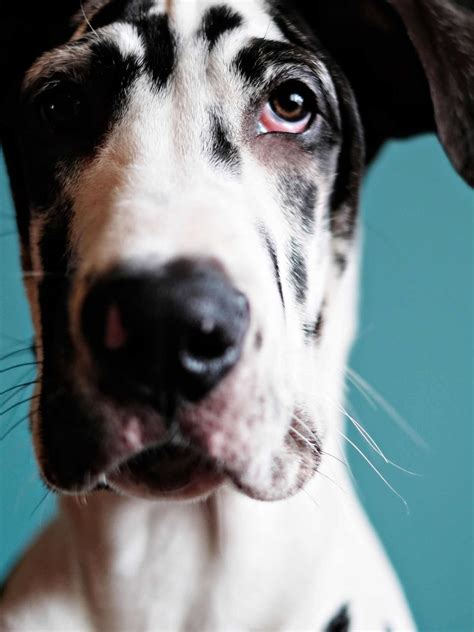 Miniature Great Danes: The 'Pocket' Version of a Great Dane - Hello Danes