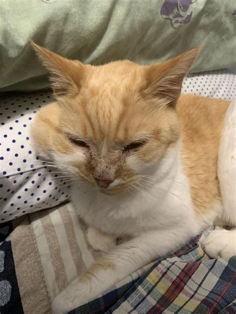 Why Is One Side Of My Salivary Gland Swollen In Cats - Infoupdate.org