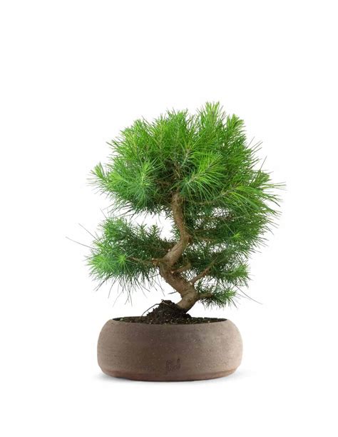 Pinus halepensis 9 anni | Pino d'Aleppo Colore Nero Space