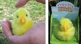 Image result for Baby Chick Toys