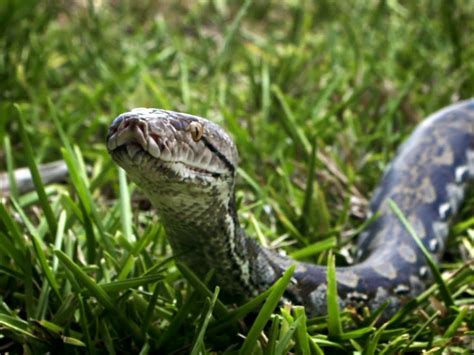 Image result for Python Eating Man