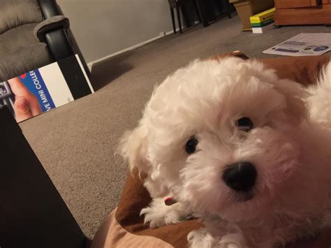 Why Is Socialising Important for your puppy? – pupr.in