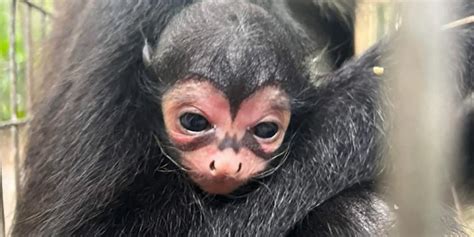 Spider monkey with ‘Batman’ markings born at Florida zoo