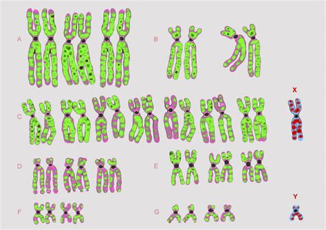 Xy Xx Chromosome