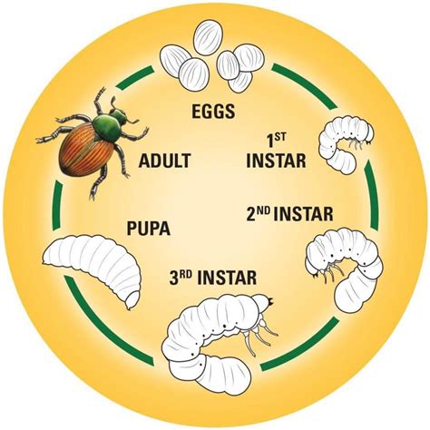 What are Grubs and how to control them - Glen Echo Nurseries