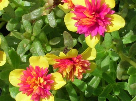 Moss Rose (Portulaca grandiflora) - Richard Lyons Nursery, Inc.