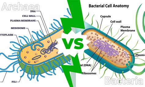 Eubacteria And Archaebacteria Examples