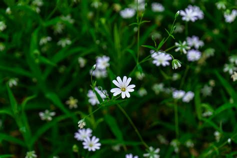 Greater Demons Osrs Photos, Download The BEST Free Greater Demons Osrs ...