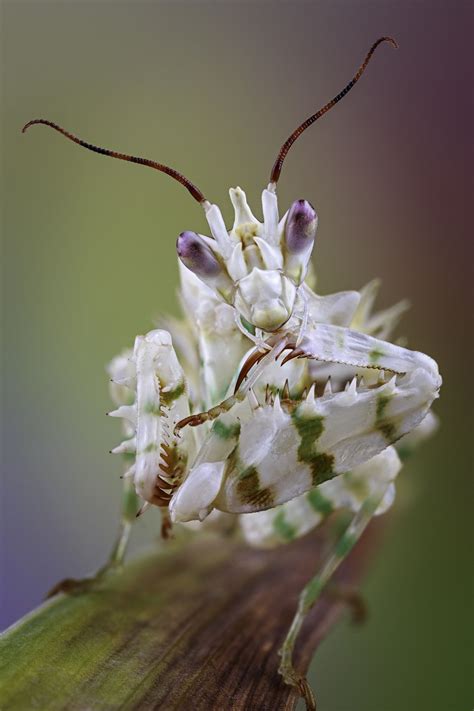Spiny Flower Mantis by Marco Fischer on 500px | Preying Mantis ...