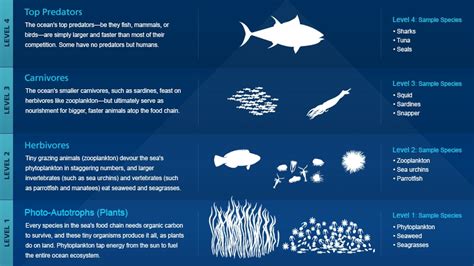 Marine Food Chain | National Geographic